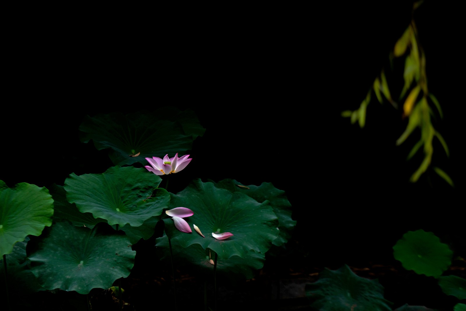 雨后荷花   贾强.jpg