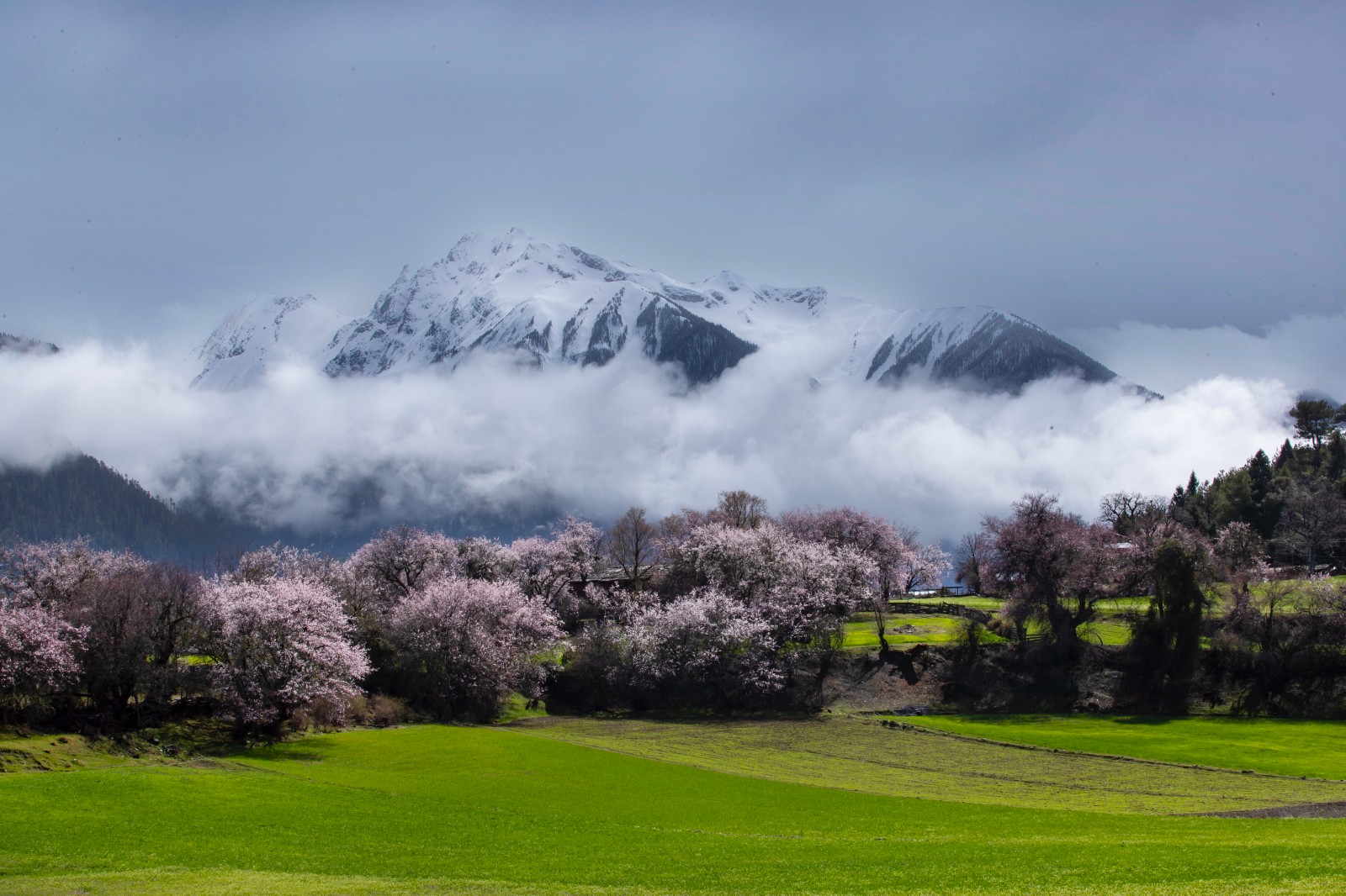 春临雪域.jpg