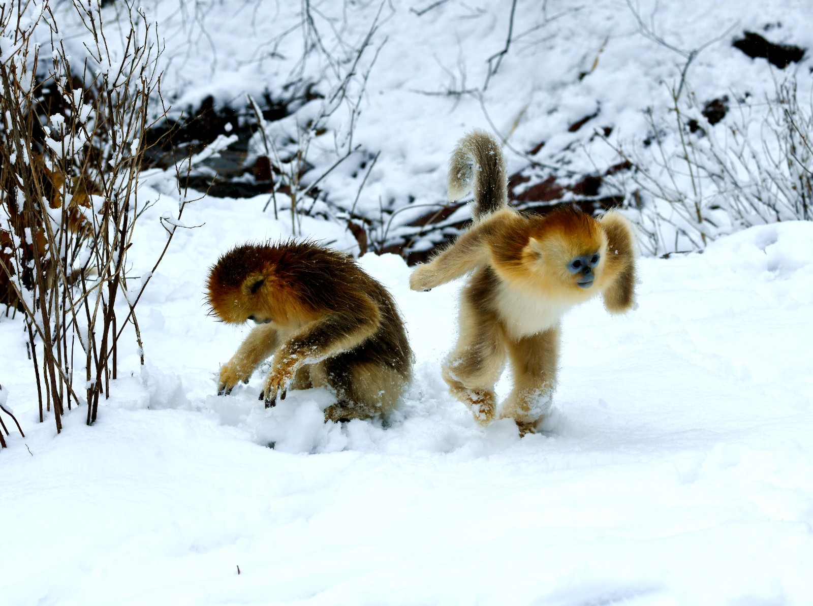 朱纪平+《雪地金丝猴》+特等奖.jpg