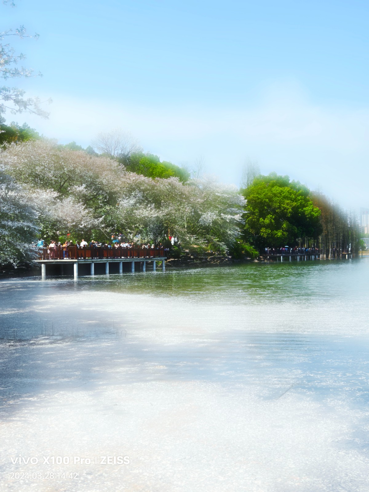 《雨后空新处樱花落满湖》.jpg