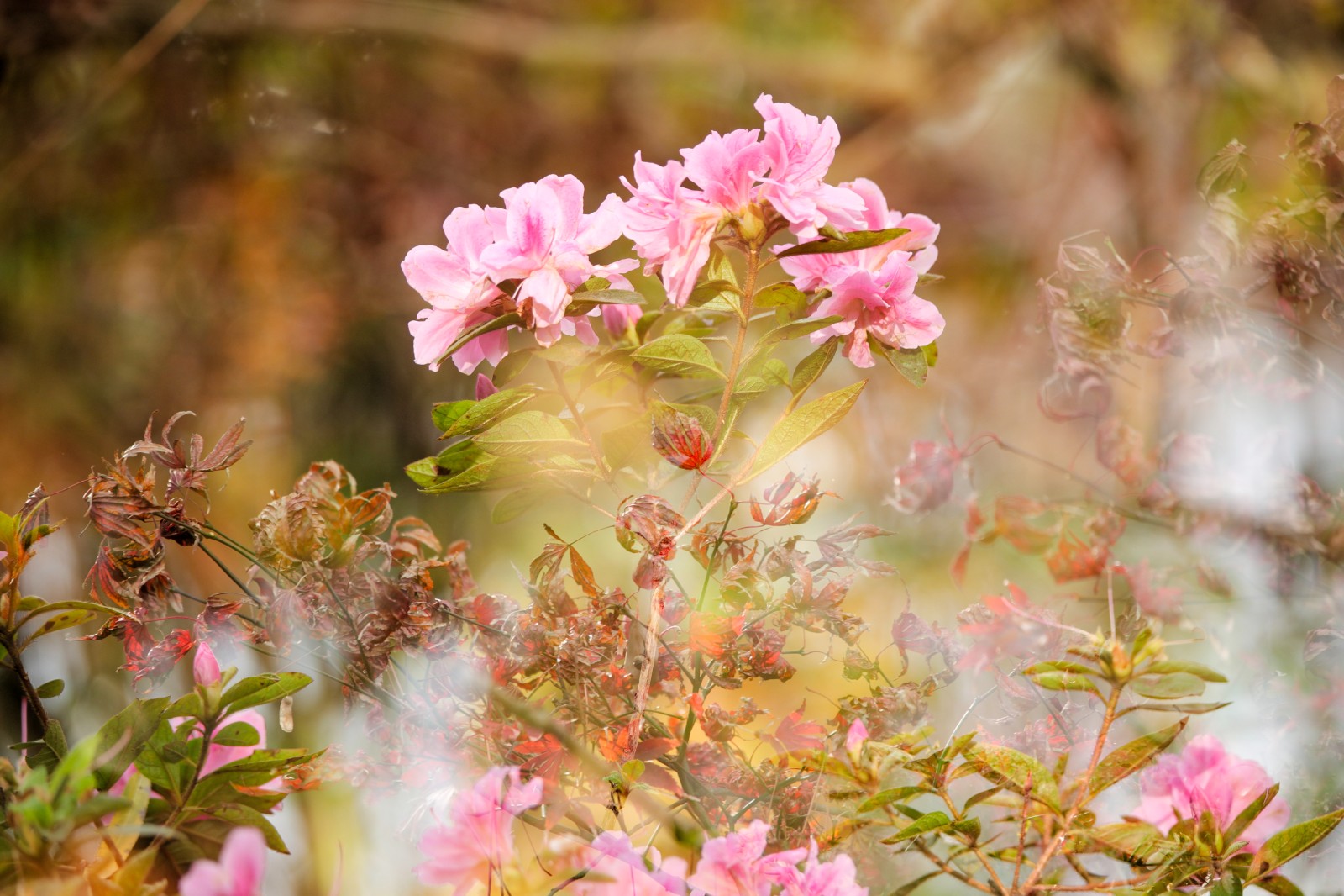 《枫锦鹃花》.jpg