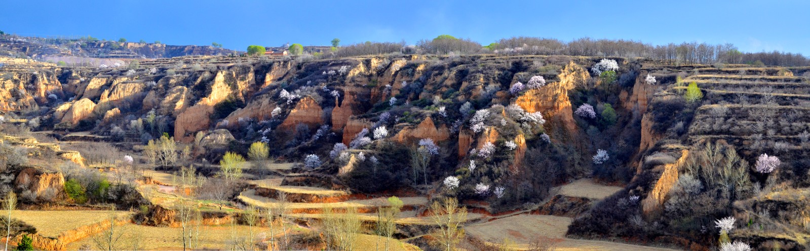 《山花烂漫》李建龙.jpg