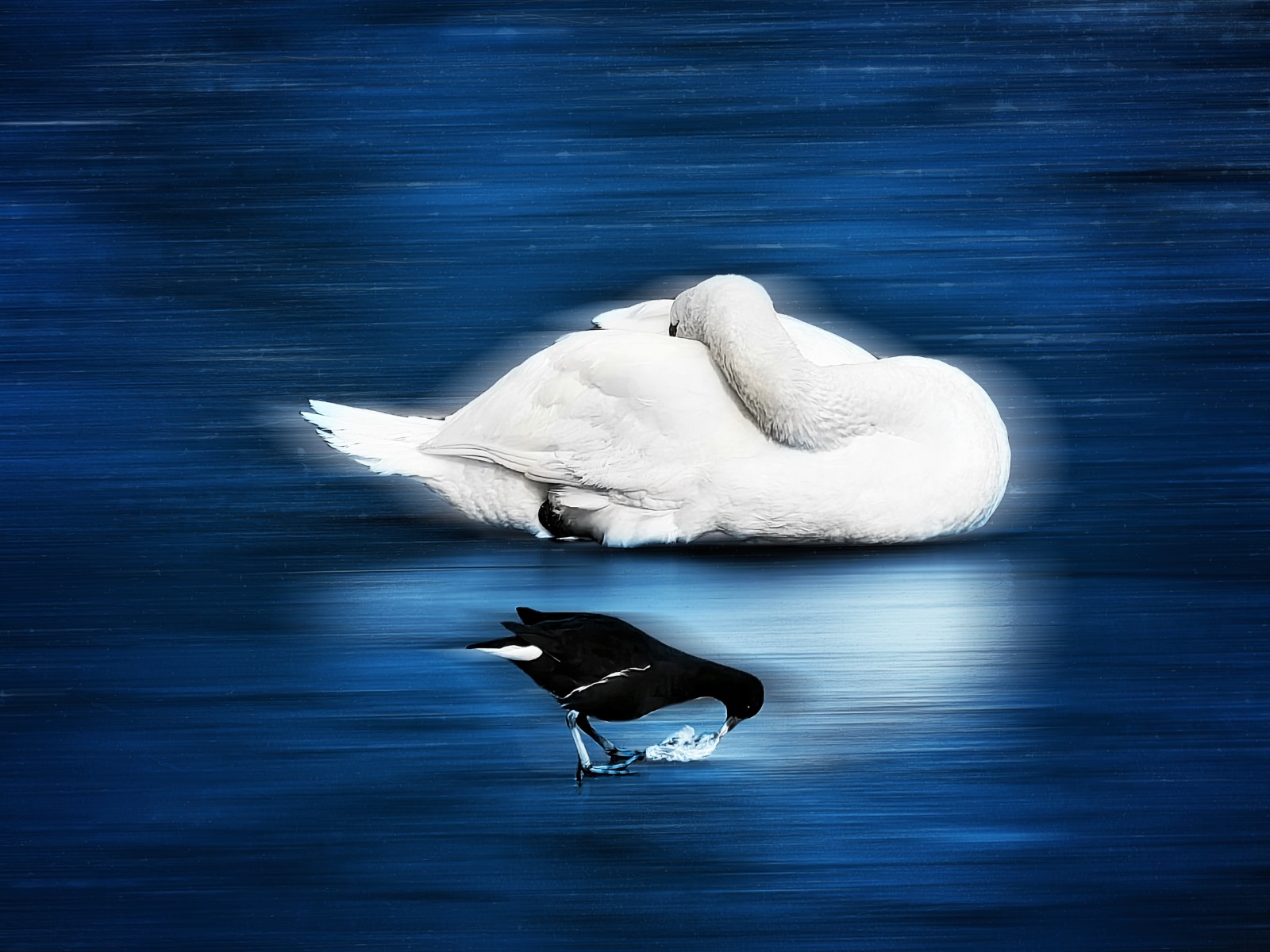 金  白天鹅与黑野鸭.jpg