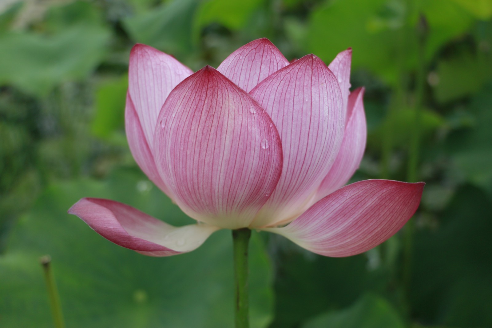 《荷花》 (6).jpg