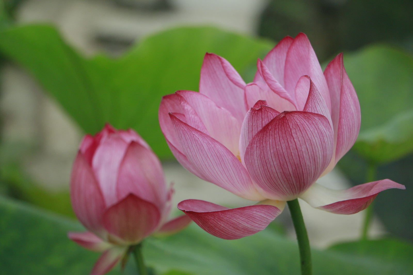 《荷花》 (4).jpg