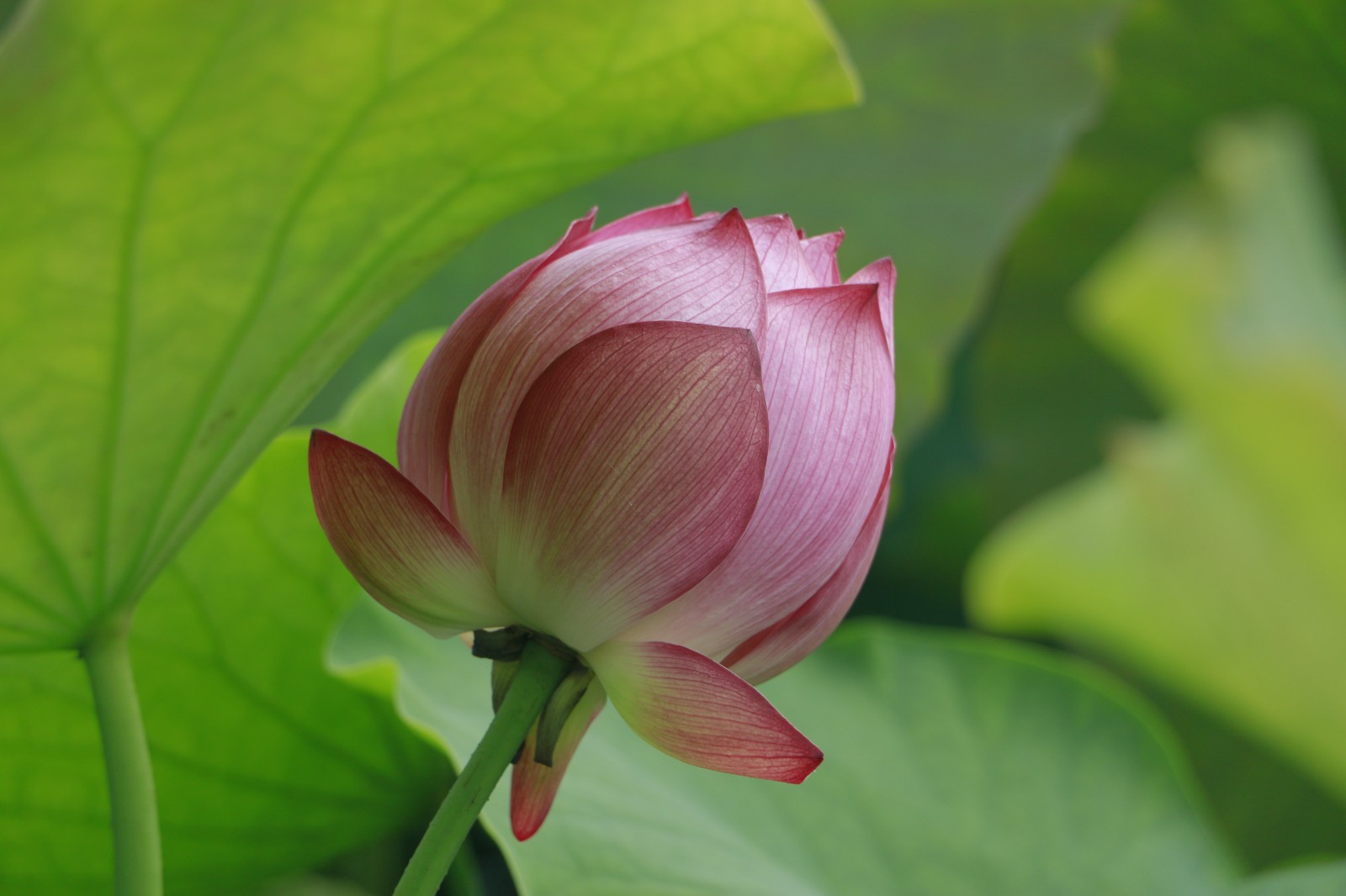 《荷花》 (7).jpg