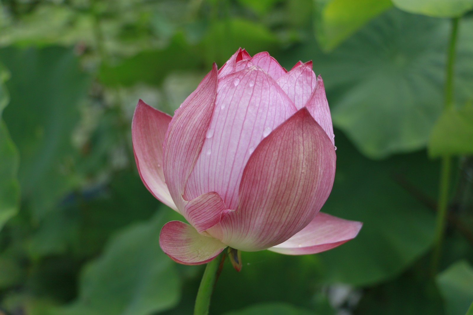 《荷花》 (2).jpg