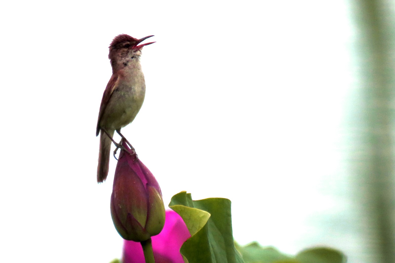 《荷花》 (2).jpg