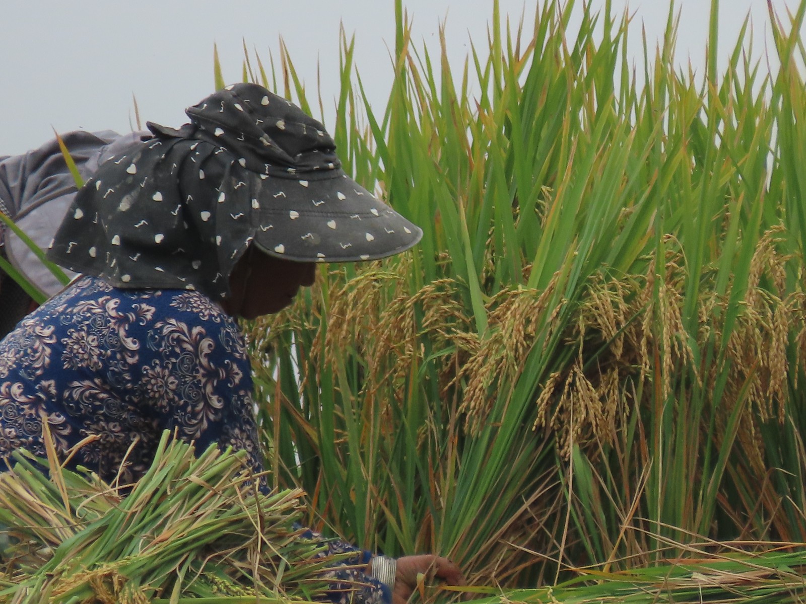 农村丰收 (2).jpg