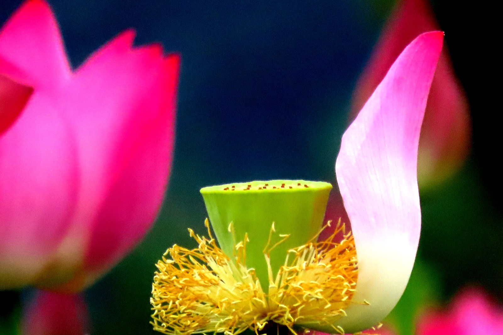 《荷花》 (5).jpg