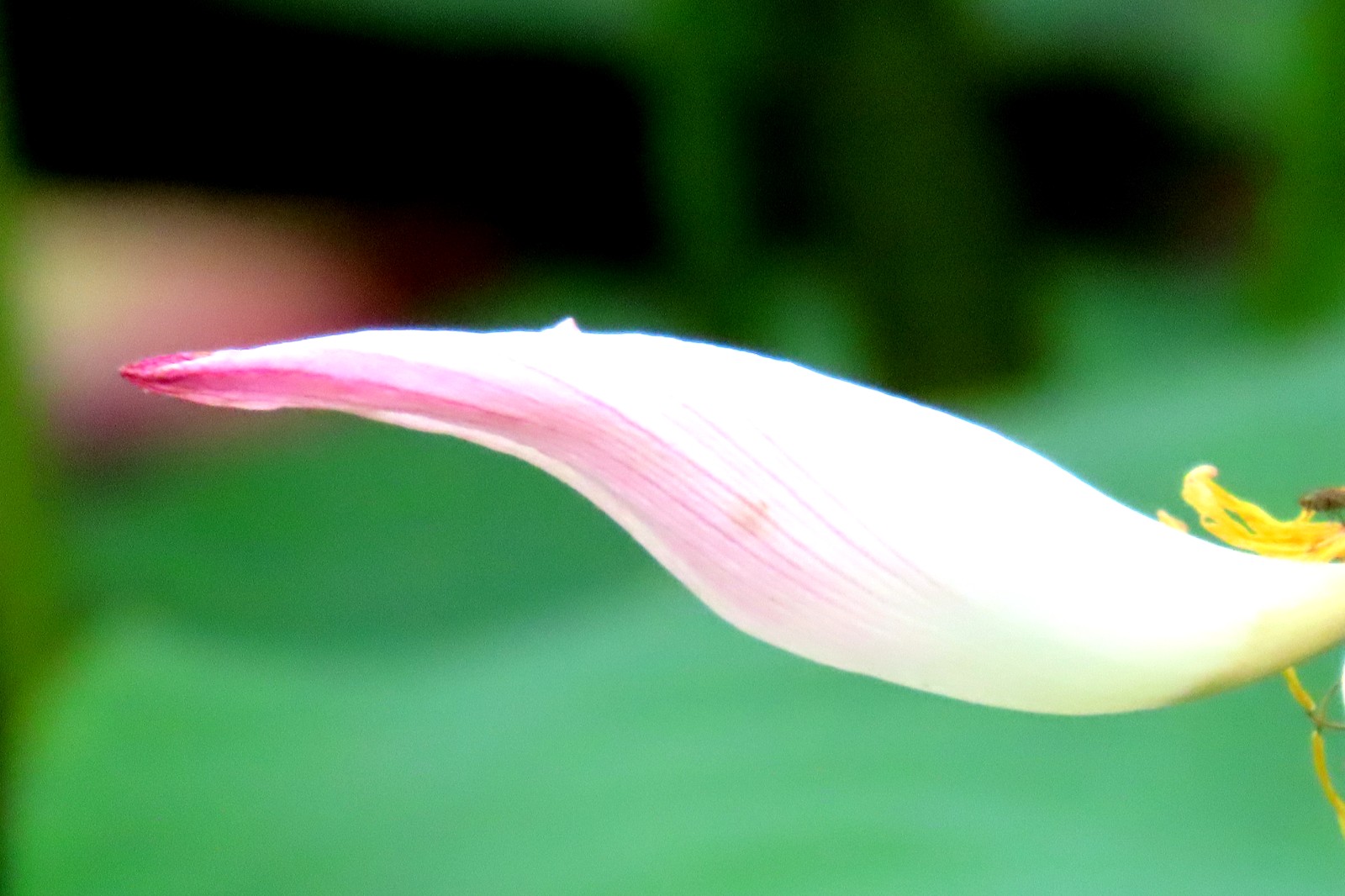 《荷花》 (3).jpg